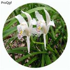 59usd Ngryise 50Pcs A Set Cymbidium eburneum Orchid Flower Hot Seed DGF-S-LKD15