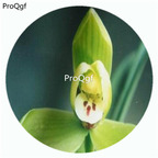 59usd Ngryise 50Pcs A Set Cymbidium goeringii Longzi Orchid Flower Hot Seed DGF-S-LKD16
