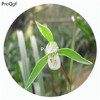 59usd Ngryise 50Pcs A Set Cymbidium Kanran Orchid Flower Hot Seed DGF-S-LKD17