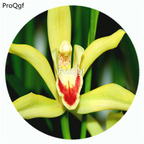 59usd Ngryise 50Pcs A Set Cymbidium lowianum Orchid Flower Hot Seed DGF-S-LKD18