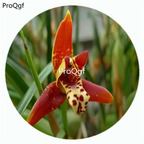 59usd Ngryise 50Pcs A Set delicate leafed maxillaria Orchid Flower Hot Seed DGF-S-LKD19