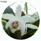 59usd Ngryise 50Pcs A Set Eria coronaria Orchid Flower Hot Seed DGF-S-LKD20