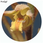 59usd Ngryise 50Pcs A Set Eria tomentosa Orchid Flower Hot Seed DGF-S-LKD21