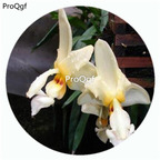 59usd Ngryise 50Pcs A Set eye-spot Stanhopea Orchid Flower Hot Seed DGF-S-LKD22