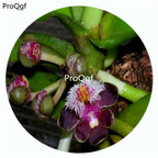 59usd Ngryise 50Pcs A Set Gastrochilus Bellinus Orchid Flower Hot Seed DGF-S-LKD23