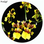 59usd Ngryise 50Pcs A Set Gongora claviodora Orchid Flower Hot Seed DGF-S-LKD24