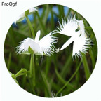 59usd Ngryise 50Pcs A Set Habenaria radiata Orchid Flower Hot Seed DGF-S-LKD25