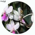 59usd Ngryise 50Pcs A Set Holcoglossum Amesianum Orchid Flower Hot Seed DGF-S-LKD26