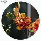 19usd Ngryise 50Pcs A Set Hygrochilus parishii Orchid Flower Hot Seed DGF-S-LKD27