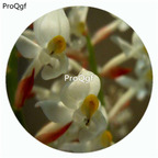 19usd Ngryise 50Pcs A Set Ludisia discolor Orchid Flower Hot Seed DGF-S-LKD28