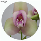 18usd Ngryise 50Pcs A Set Lycaste Orchid Flower Hot Seed DGF-S-LKD29