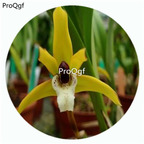 18usd Ngryise 50Pcs A Set Maxillaria porphyrostele Orchid Flower Hot Seed DGF-S-LKD30