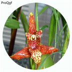 59usd Ngryise 50Pcs A Set Maxillaria tenuifolia Orchid Flower Hot Seed DGF-S-LKD31