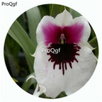 59usd Ngryise 50Pcs A Set Miltonia Orchid Flower Hot Seed DGF-S-LKD32