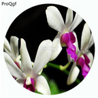 59usd Ngryise 50Pcs A Set Neofinetia falcata Orchid Flower Hot Seed DGF-S-LKD33