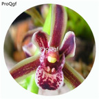 59usd Ngryise 50Pcs A Set Obtusum Orchid Flower Hot Seed DGF-S-LKD34