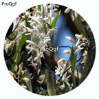 59usd Ngryise 50Pcs A Set Otochilus Albus Orchid Flower Hot Seed DGF-S-LKD35