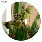 59usd Ngryise 50Pcs A Set Paphiopedilum philippinenes Orchid Flower Hot Seed DGF-S-LKD36