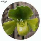 59usd Ngryise 50Pcs A Set Paphiopedilum primulinum Orchid Flower Hot Seed DGF-S-LKD37