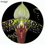 59usd Ngryise 50Pcs A Set Paphiopedilum sukhakulii Orchid Flower Hot Seed DGF-S-LKD38