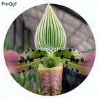 59usd Ngryise 50Pcs A Set Paphiopedilum venustum Orchid Flower Hot Seed DGF-S-LKD39