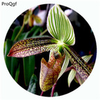 59usd Ngryise 50Pcs A Set Paphiopedilum wardii Orchid Flower Hot Seed DGF-S-LKD40