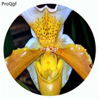 59usd Ngryise 50Pcs A Set Paphopedilum appletonianum Orchid Flower Hot Seed DGF-S-LKD41