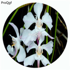 59usd Ngryise 50Pcs A Set Papilionanthe Biswasiana Orchid Flower Hot Seed DGF-S-LKD42