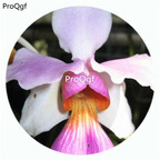 59usd Ngryise 50Pcs A Set Papilionanthe teres Orchid Flower Hot Seed DGF-S-LKD43