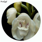 59usd 50Pcs A Set Peristeria Elata Orchid Flower Hot Seed DGF-S-LKD44