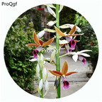 59usd Ngryise 50Pcs A Set Phaius tankervilliae Orchid Flower Hot Seed DGF-S-LKD46