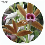 59usd Ngryise 50Pcs A Set Phai-us woodfordie Orchid Flower Hot Seed DGF-S-LKD45