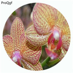 59usd Ngryise 50Pcs A Set Phalaenopsis Borther Girl Orchid Flower Hot Seed DGF-S-LKD47