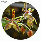 59usd Ngryise 50Pcs A Set Phalaenopsis mannii Orchid Flower Hot Seed DGF-S-LKD48