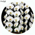59usd Ngryise 50Pcs A Set Phalaenopsis sogo Yukidian Orchid Flower Hot Seed DGF-S-LKD49