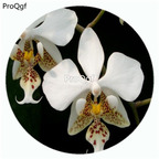 59usd Ngryise 50Pcs A Set Phalaenopsis stuartiana Orchid Flower Hot Seed DGF-S-LKD50