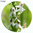 59usd Ngryise 50Pcs A Set Platanthera hologlottis Maxim Orchid Flower Hot Seed DGF-S-LKD52