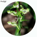 59usd Ngryise 50Pcs A Set Platanthera minor Orchid Flower Hot Seed DGF-S-LKD53