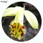 59usd Ngryise 50Pcs A Set Pleione forrestii Orchid Flower Hot Seed DGF-S-LKD54