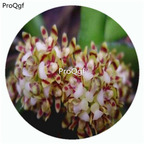 59usd Ngryise 50Pcs A Set Pomatocalpa acuminatum Orchid Flower Hot Seed DGF-S-LKD55