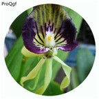 59usd Ngryise 50Pcs A Set Prosthechea cochleata Orchid Flower Hot Seed DGF-S-LKD56