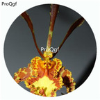 59usd Ngryise 50Pcs A Set Psychopsis papilio Orchid Flower Hot Seed DGF-S-LKD57