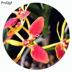 59usd Ngryise 50Pcs A Set R. imshootiana Orchid Flower Hot Seed DGF-S-LKD58