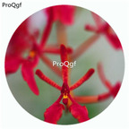 59usd Ngryise 50Pcs A Set Renanthera imschootiana Orchid Flower Hot Seed DGF-S-LKD59