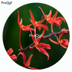 59usd Ngryise 50Pcs A Set Renanthera Tom Thumb Orchid Flower Hot Seed DGF-S-LKD60