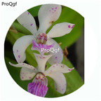 59usd Ngryise 50Pcs A Set Rhynchostylis Retusa Orchid Flower Hot Seed DGF-S-LKD61