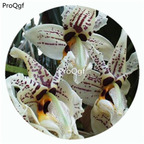 59usd Ngryise 50Pcs A Set Stanhopea bucephalus Orchid Flower Hot Seed DGF-S-LKD62