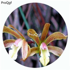 59usd Ngryise 50Pcs A Set Tainia hongkongensis Orchid Flower Hot Seed DGF-S-LKD63