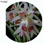 59usd Ngryise 50Pcs A Set Thunia alba Orchid Flower Hot Seed DGF-S-LKD64