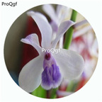 59usd Ngryise 50Pcs A Set Vanda coerulescens Orchid Flower Hot Seed DGF-S-LKD65